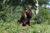 CAVALIER KING CHARLES 006